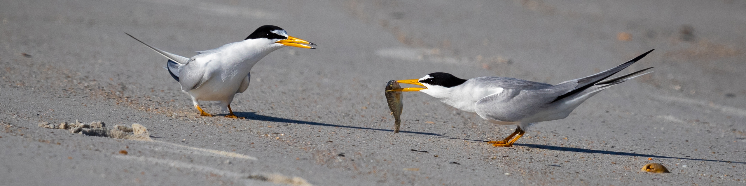 Common Terns