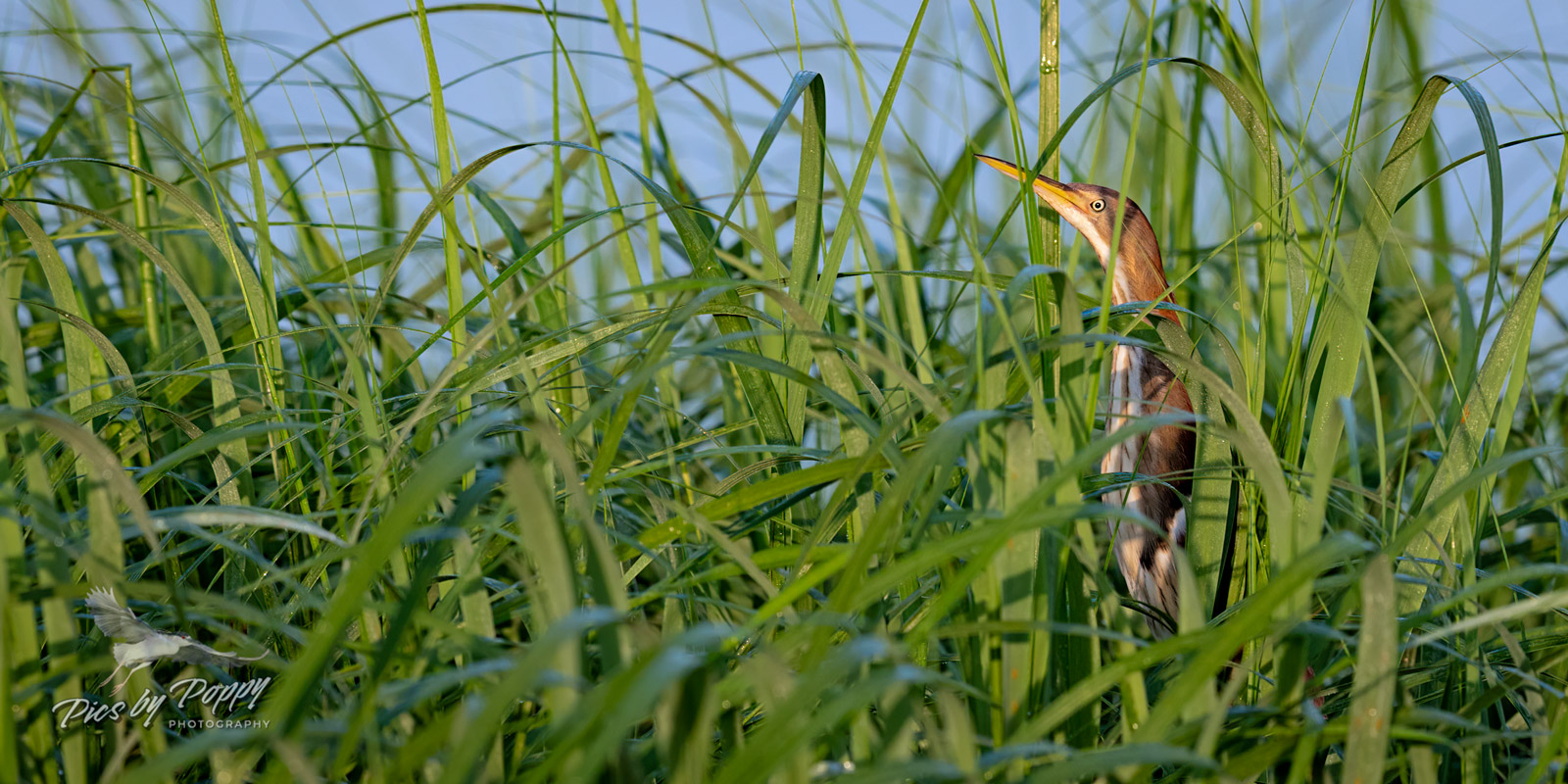 a_bittern_in_grass_bhnwr_07-02-19-web_std.jpg
