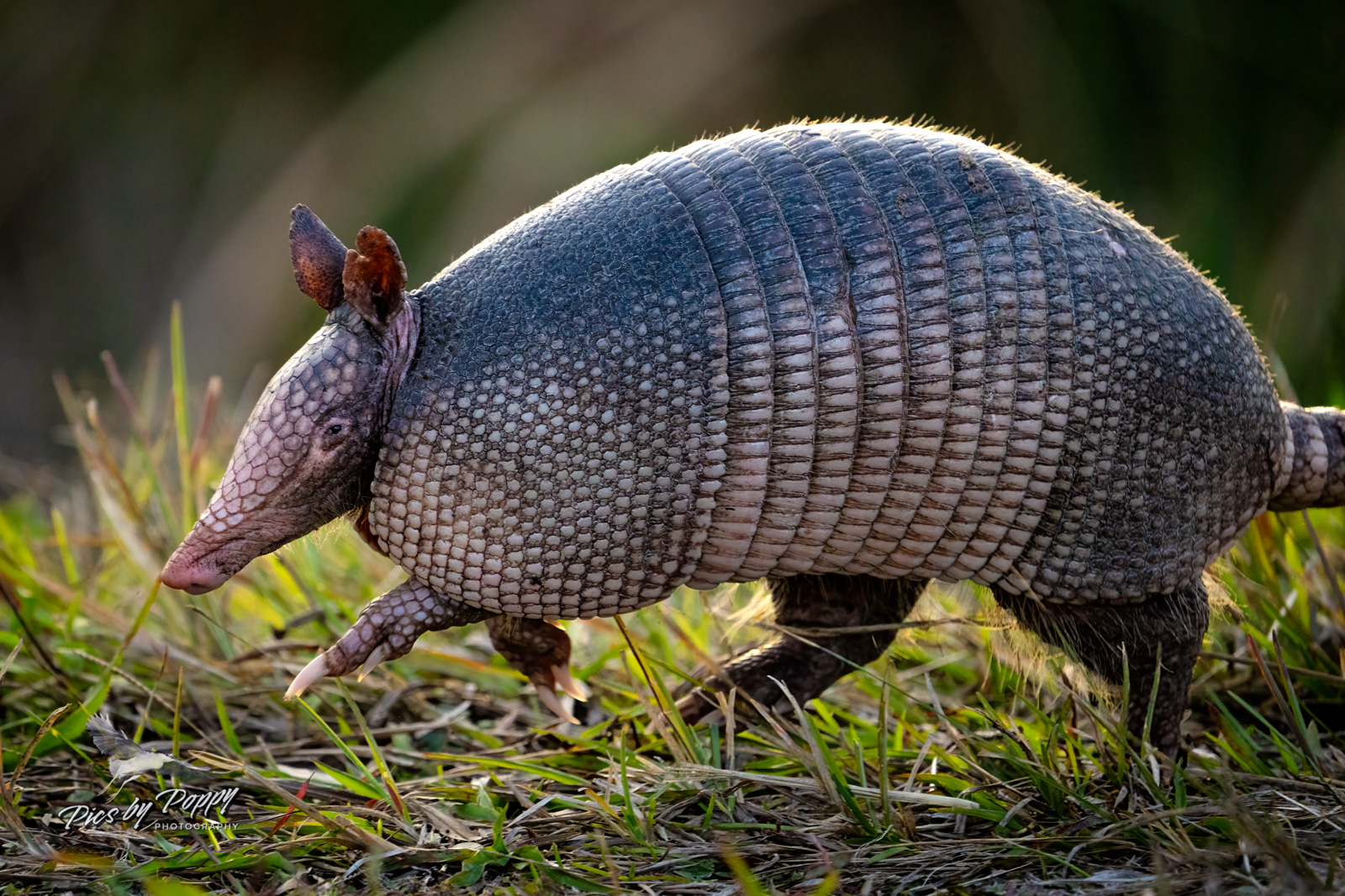 9-Banded Armadillo Portrait 1