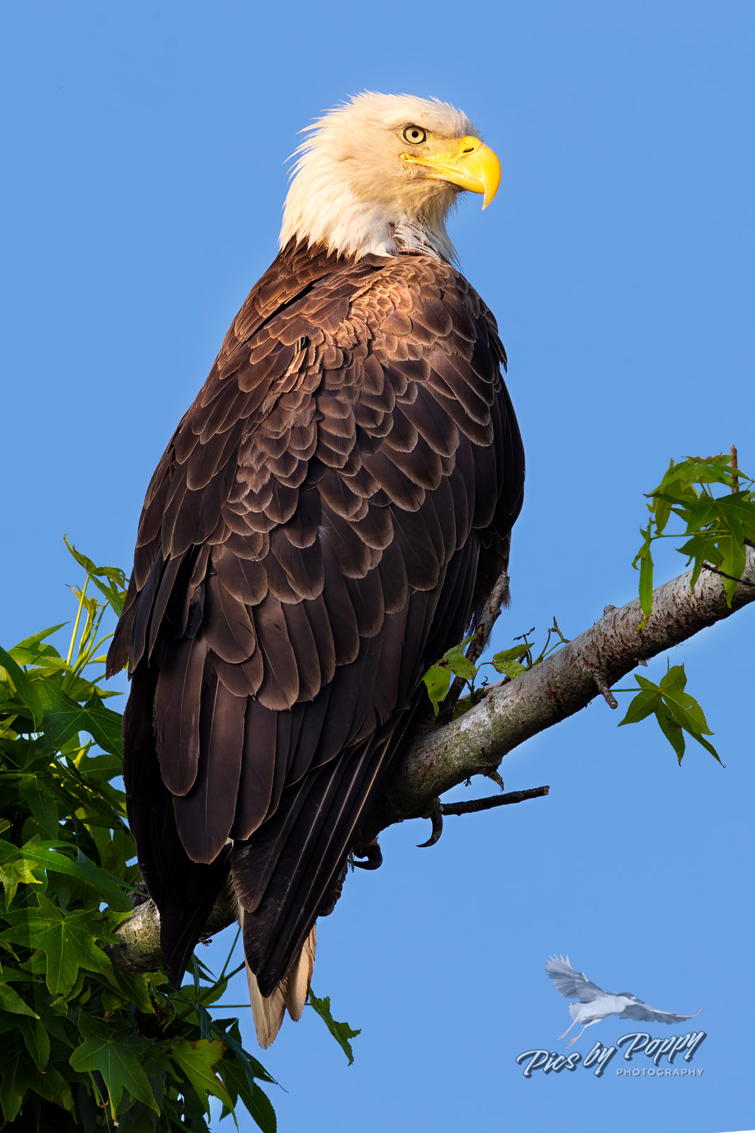 eagle_perch_portrait_bhnwr_05-24-20-web_std.jpg