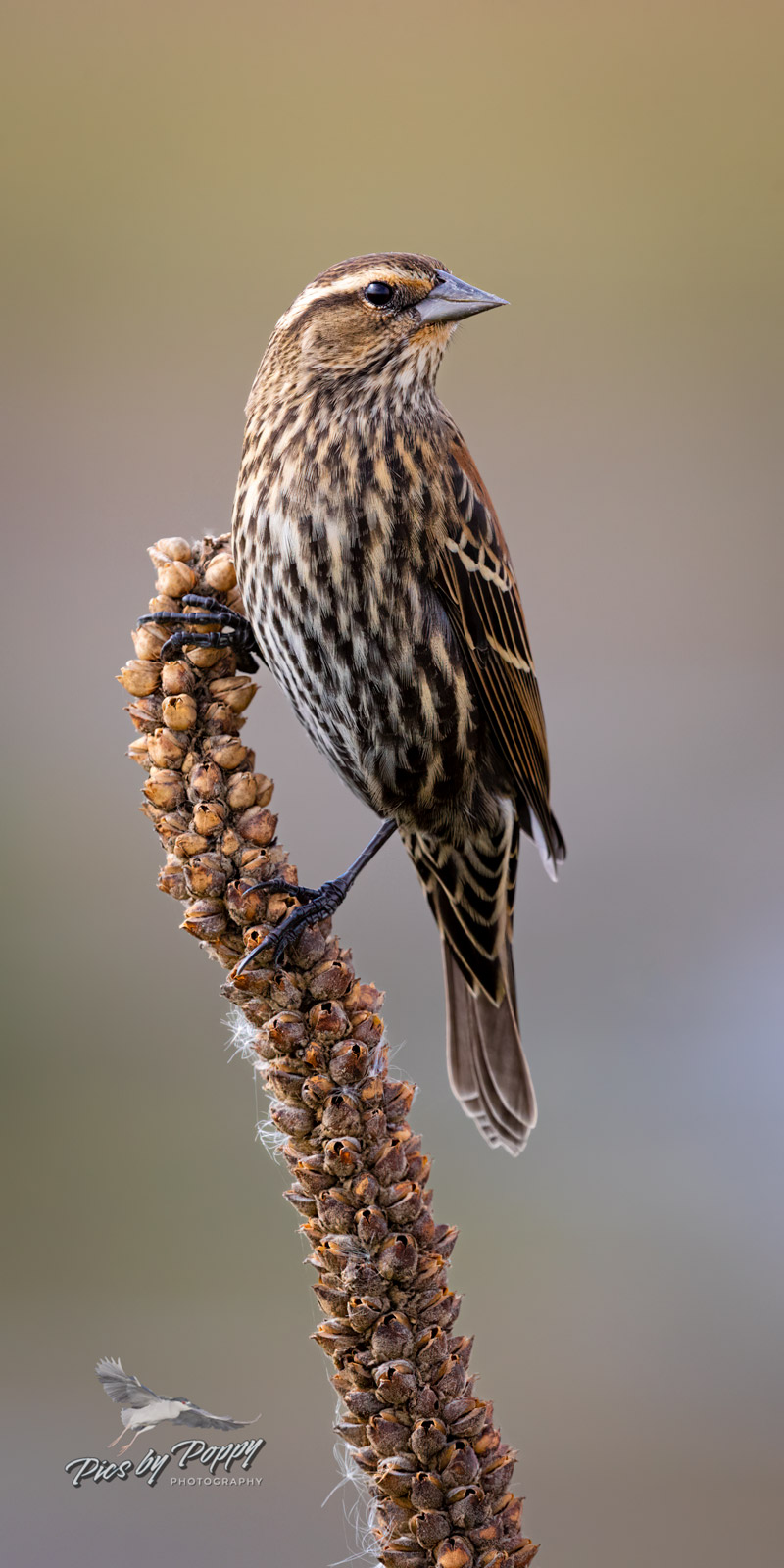 female_rw_reed_bhnwr_10-12-19-web_std.jpg