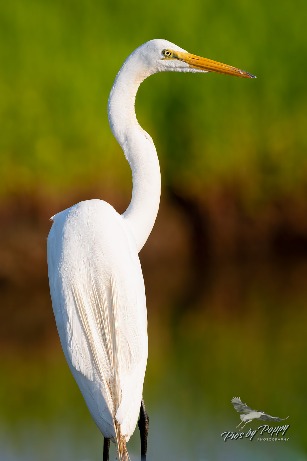 g_egret_portrait_3layercolor_bhnwr_07-02-19-web_std.jpg