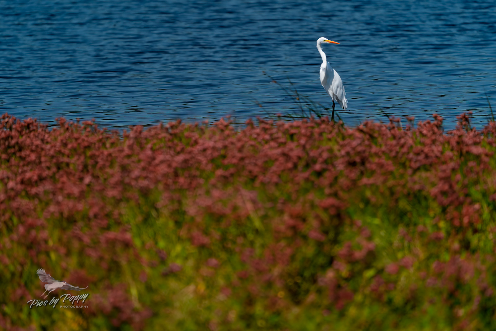 g_egret_portrait_with_red_flowers_bhnwr_09-06-21-web_std.jpg