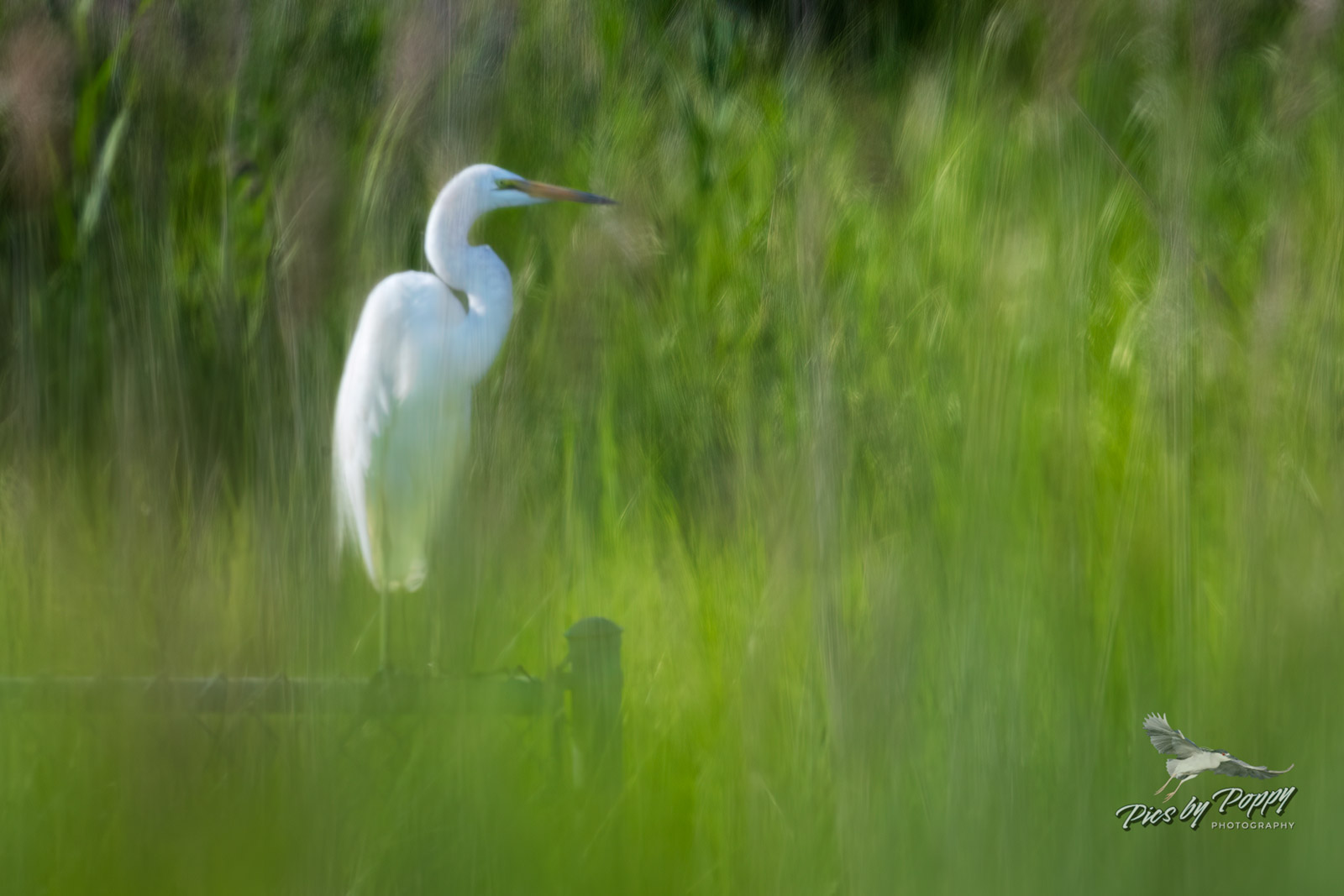 g_egret_through_grass_bhnwr_07-05-19-web_std.jpg