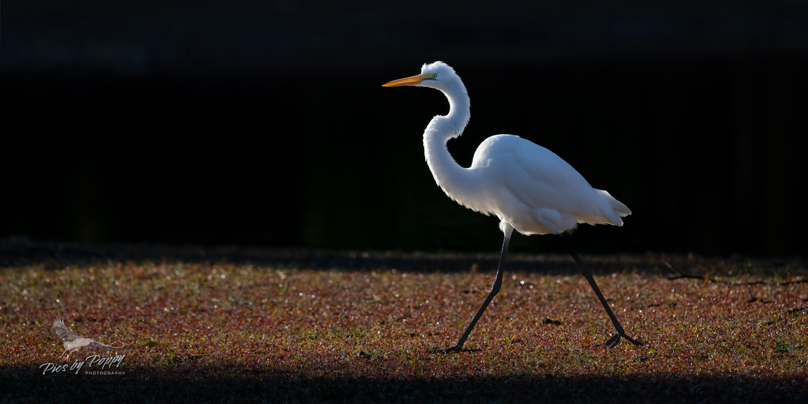 g_egret_walking_short_grass2_bhnwr_10-9-22-web_std.jpg