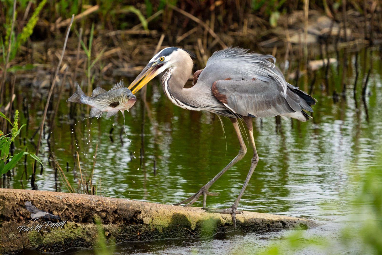 gbh_with_speared_fish_bhnwr_05-25-22-web_std.jpg