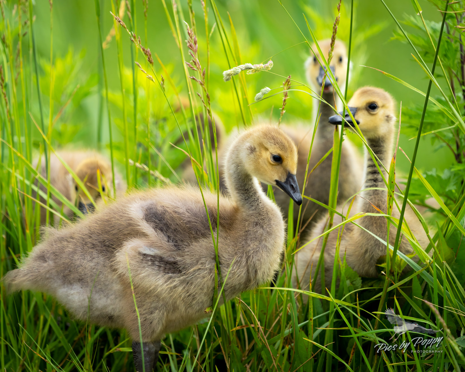 goslings_bhnwp_05-26-22-web_std.jpg