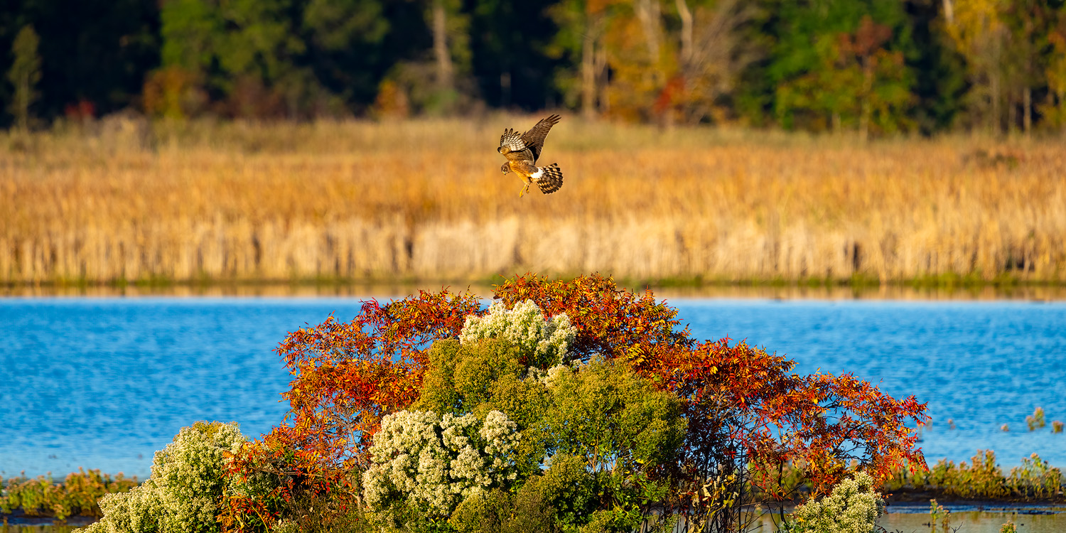 n_harrier_over_bush_bhnwr_10-09-22-web_std.jpg