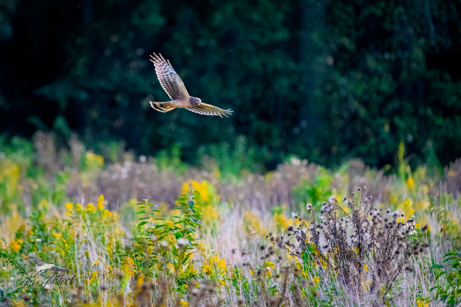 n_harrier_over_field_bhnwr_10-07-22-web_std.jpg