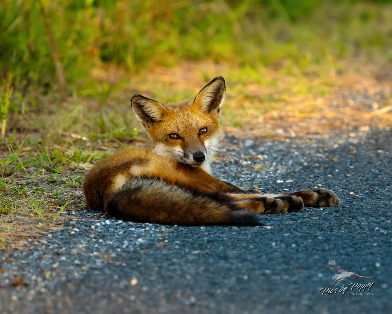 r_fox_laying_roadside_bhnwr_09-02-23-web_std.jpg