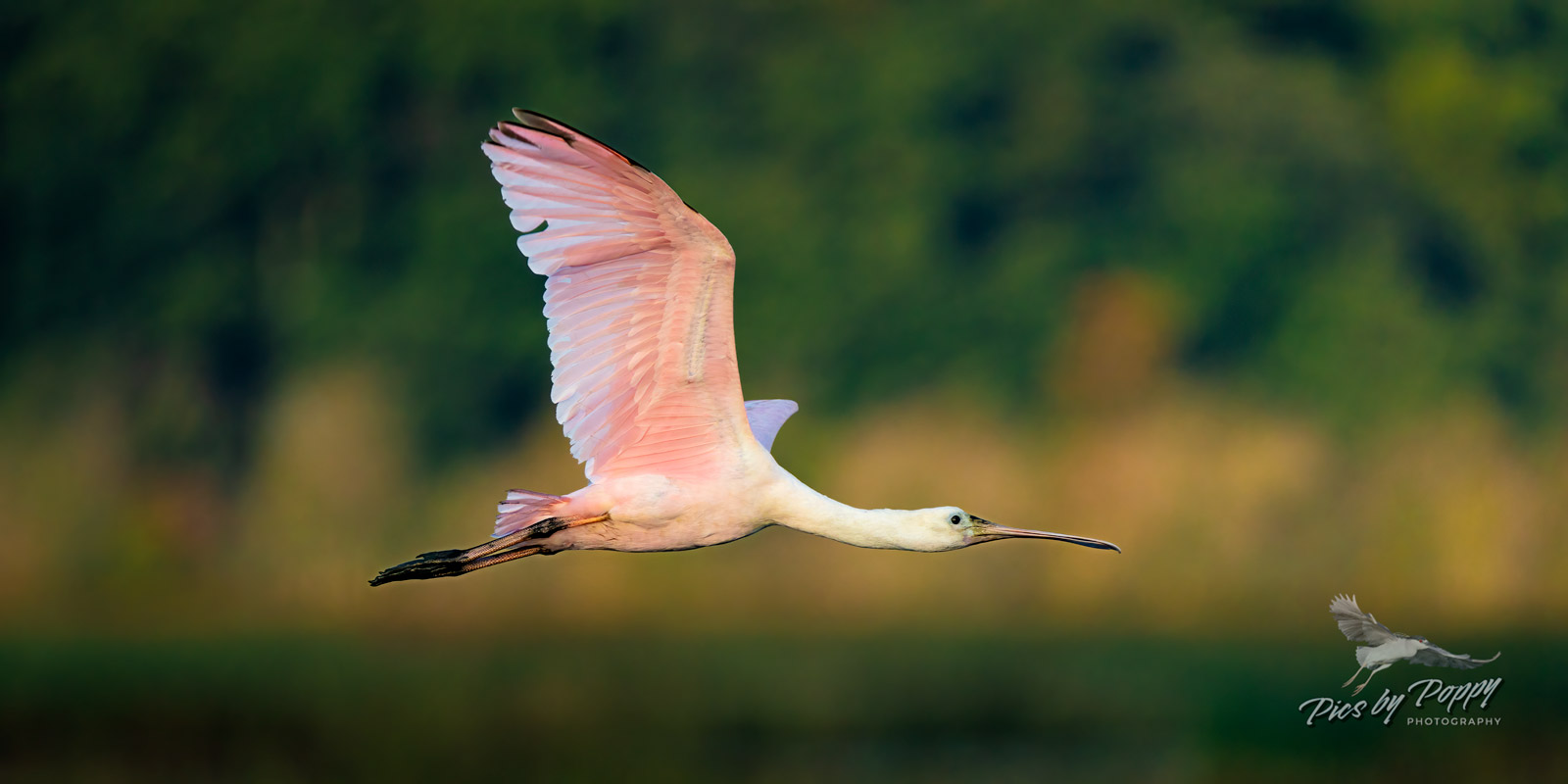 r_spoonbill_flight_bhnwr_09-07-21-web_std.jpg