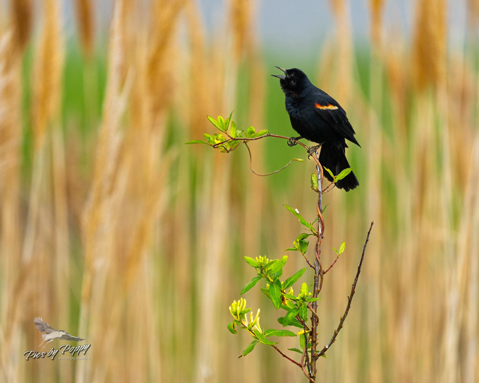 rw_blackbird_long_grass_bhnwr_05-26-22-web_std.jpg