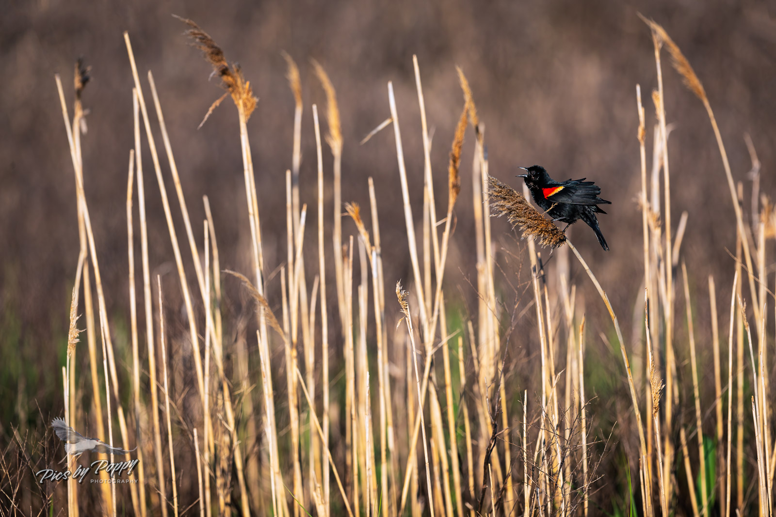 rw_blackbird_on_reeds_bhnwr_05-01-20-web_std.jpg