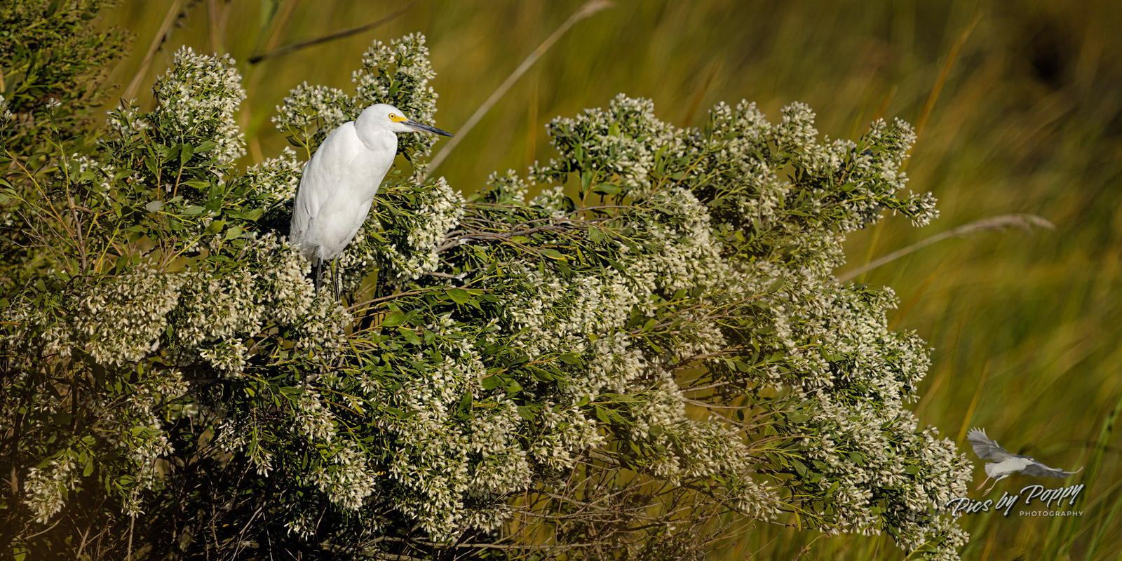 s_egret_white_bush_bhnwr_10-06-22-web_std.jpg