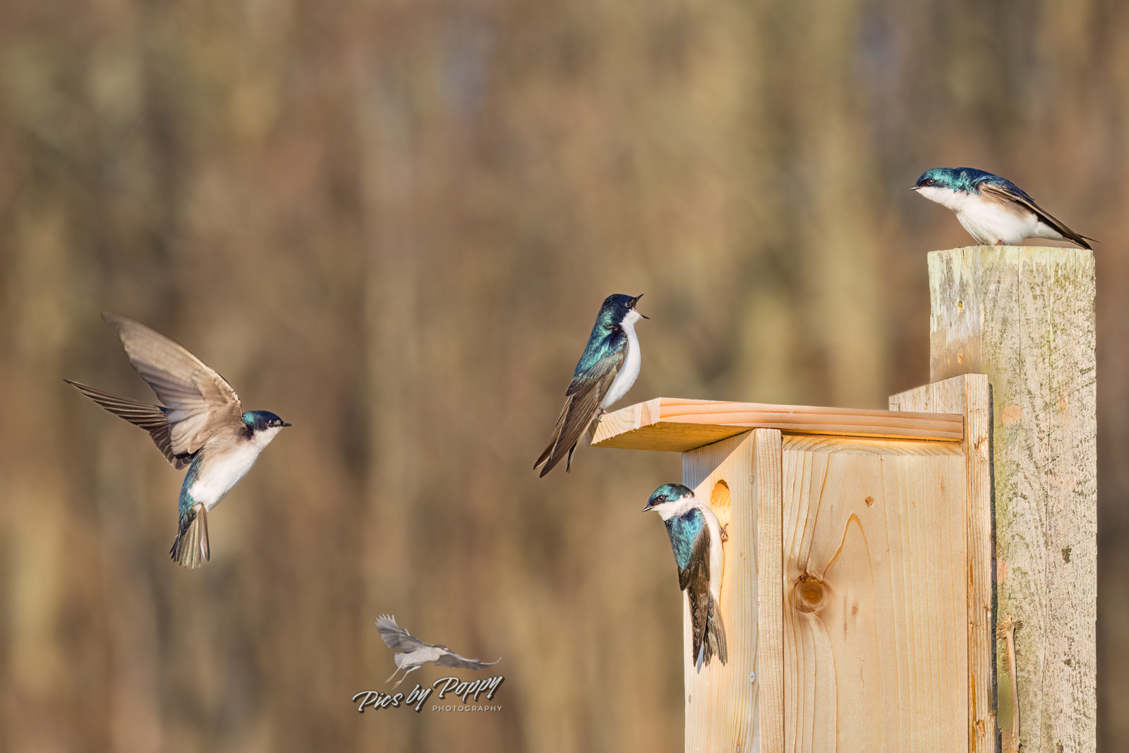 tree_swallows_battle_bhnwr_04-02-17-web_std.jpg