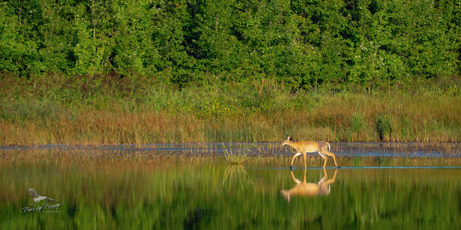 wt_deer_walking_water_bhnwr_09-03-23-web_std.jpg