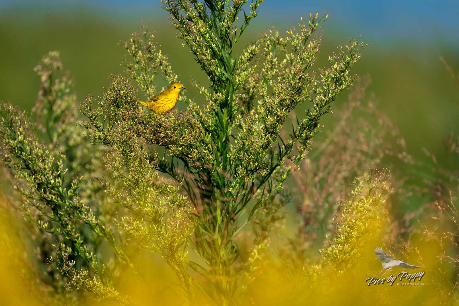 yellow_warbler_bush_bhnwr_09-04-21-web_std.jpg
